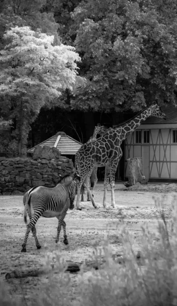 Colpo Verticale Giraffa Settentrionale Una Zebra Nello Zoo Bianco Nero — Foto Stock