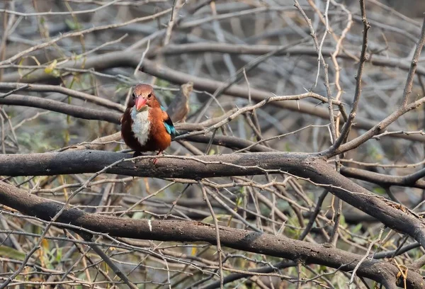 Biały Gardłowy Ptak Kingfisher Spoczywający Gałęzi — Zdjęcie stockowe