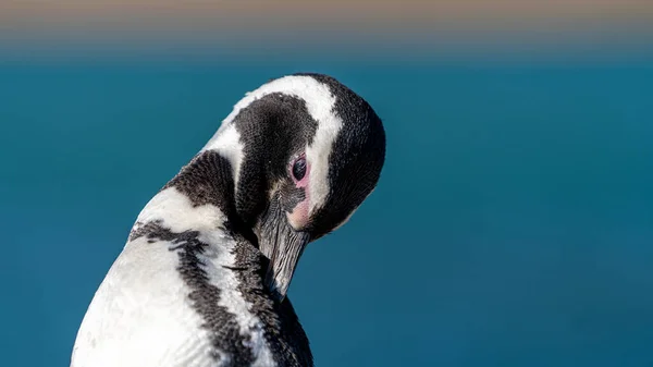 Een Closeup Van Een Humboldt Pinguïn Een Kustlijn — Stockfoto