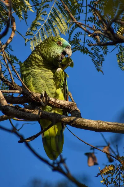 Turkoois Voorgevel Amazone Amazona Aestiva Ook Wel Turkoois Voorgevel Papegaai — Stockfoto