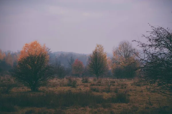 Una Vista Una Zona Boscosa Sombrío Día Otoño —  Fotos de Stock