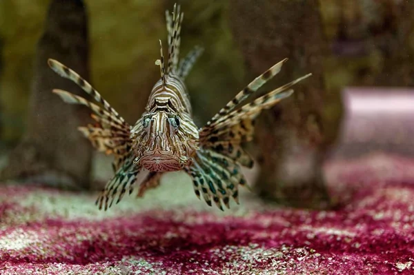 Lionfish Pterois Volitans Striped Lionfish Found Indo Pacific Red Sea — Stock Photo, Image
