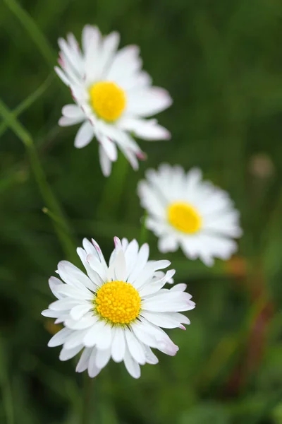 Messa Fuoco Verticale Superficiale Fiori Margherita Natura — Foto Stock