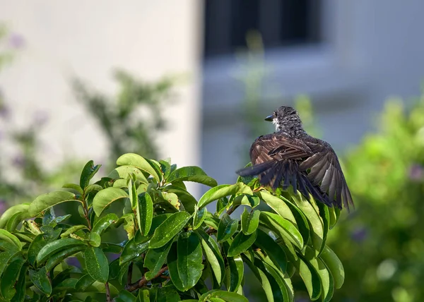 Eine Flache Fokusaufnahme Einer Braunohrzwiebel Die Auf Einer Baumkrone Thront — Stockfoto