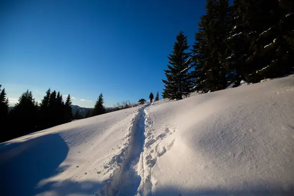 Hermoso Bosque Pinos Profundas Huellas Nieve —  Fotos de Stock