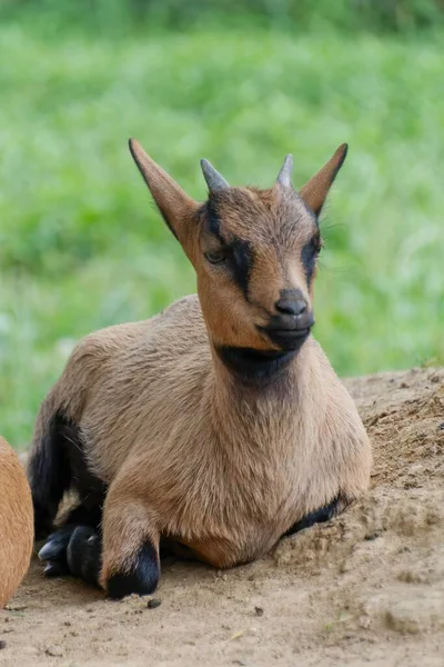Vertical Close Shot Baby Goat Ground — Stock Photo, Image