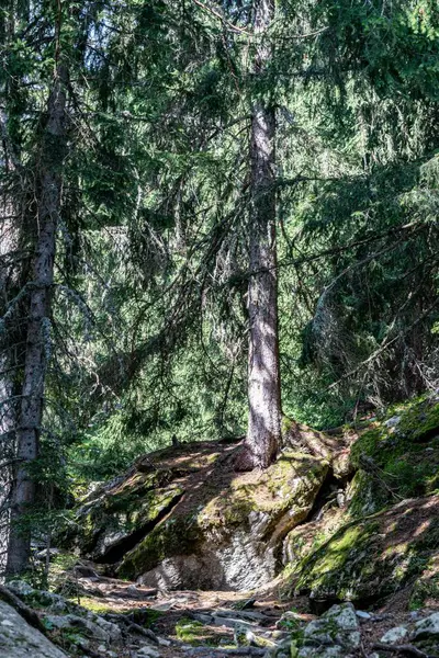 Vistas Caminando Por Bosque — Foto de Stock