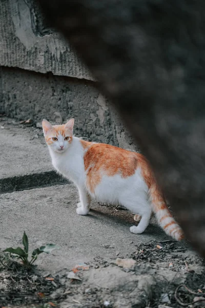 屋外でかわいい赤と白の猫 — ストック写真