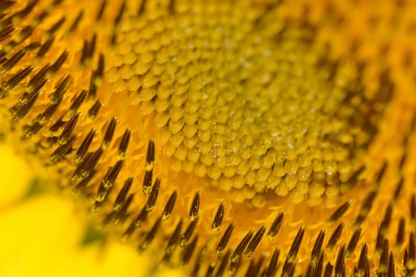 Makroaufnahme Von Details Der Sonnenblumenblume — Stockfoto