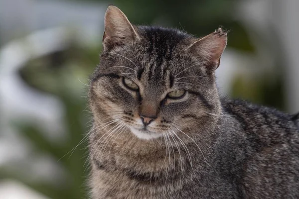 A shallow focus shot of a Tabby cat looking at the camera with blur background