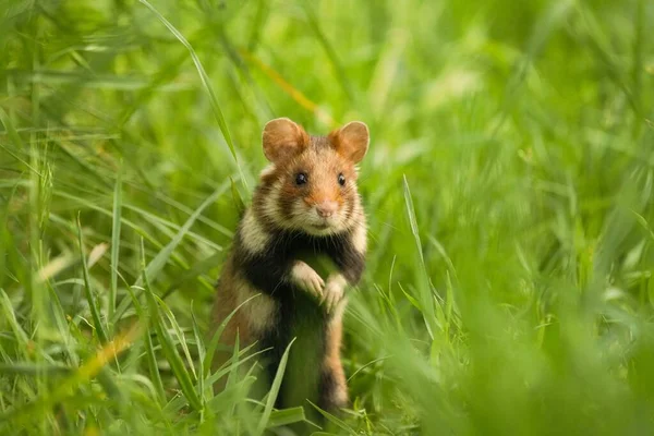 Joli Hamster Européen Debout Sur Herbe Cricetus Cricetus — Photo