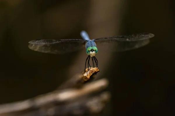 Macro Disparo Libélula Una Rama Madera — Foto de Stock