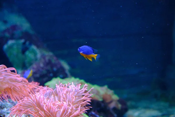 Una Piccola Damigella Azzurra Fondo Sfocato Con Anemone Mare Crisiptera — Foto Stock