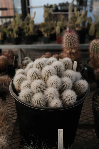 Eine Nahaufnahme Eines Kaktus Einem Gewächshaus Westtexas — Stockfoto