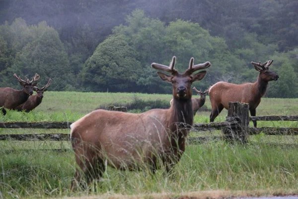 Los Ciervos Rojos Caminando Prado Contra Bosque — Foto de Stock