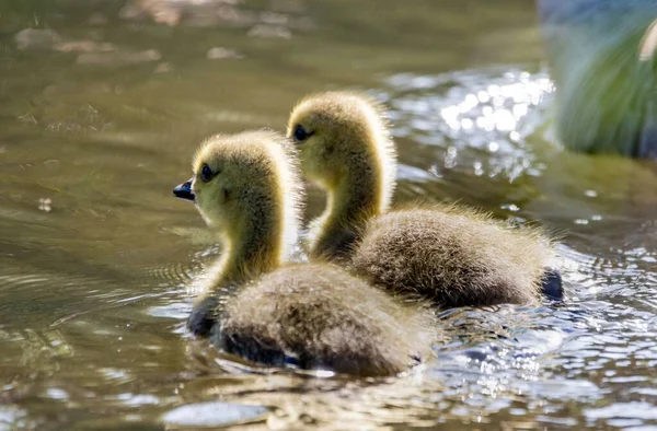 Closeup Two Canadian Goslings Swimming River — Stock Photo, Image