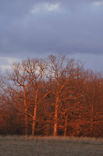Barre Träd Markeras Den Nedgående Solen Mot Vinterhimlen Missouri — Stockfoto