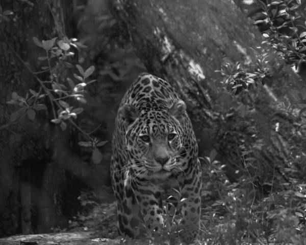 Zbliżenie Ujęcie Pięknego Jaguara Ogrodzie Zoologicznym Czerni Bieli — Zdjęcie stockowe