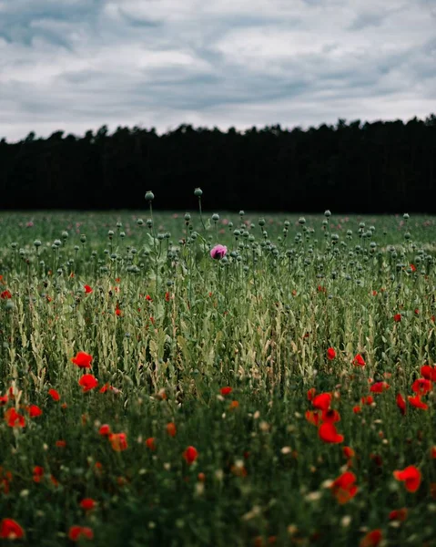 Eine Vertikale Aufnahme Eines Feldes Mit Bunten Mohnblumen Einem Wald — Stockfoto