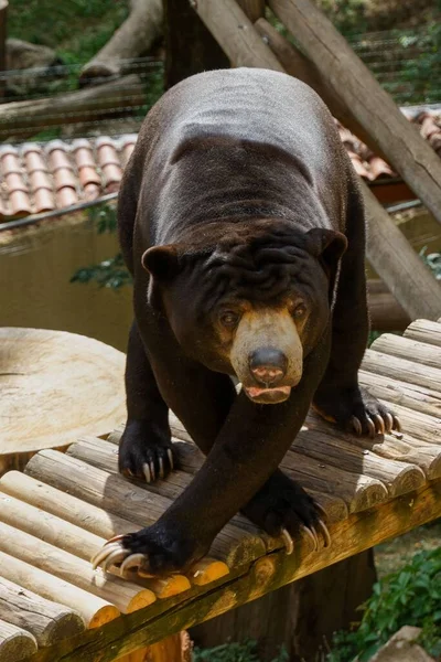 Eine Vertikale Nahaufnahme Des Malaysischen Sonnenbären Zoologischen Park Saint Martin — Stockfoto