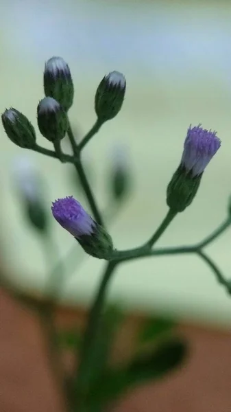 Gros Plan Petites Fleurs Violettes — Photo