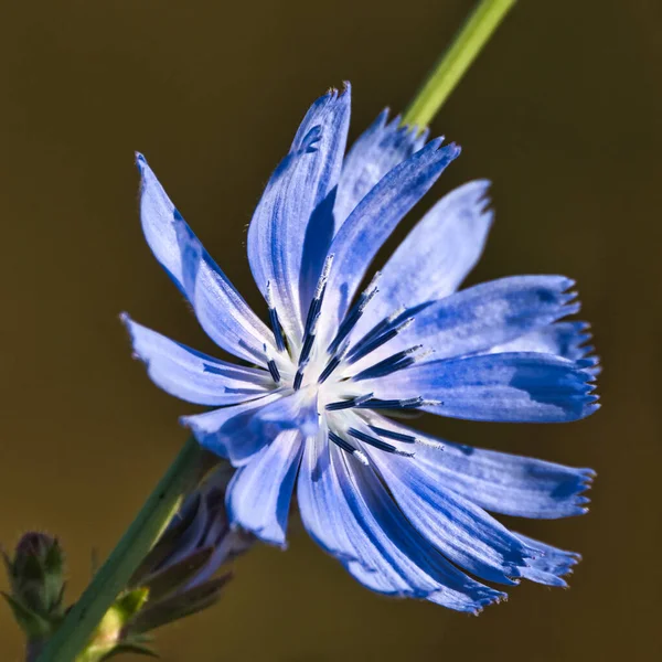 Eine Nahaufnahme Blauer Chicorée Blütenblätter Auf Verschwommenem Hintergrund — Stockfoto