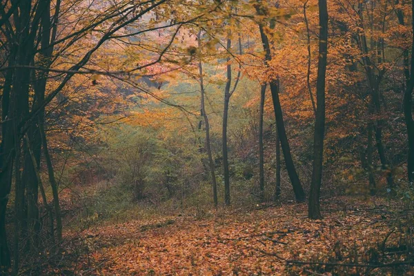 Die Hohen Baumstämme Mit Den Bunten Herbstblättern Wald — Stockfoto