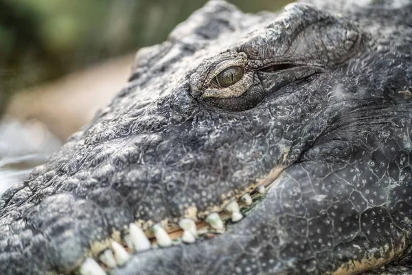 Olho Crocodilo Com Presas Afiadas — Fotografia de Stock