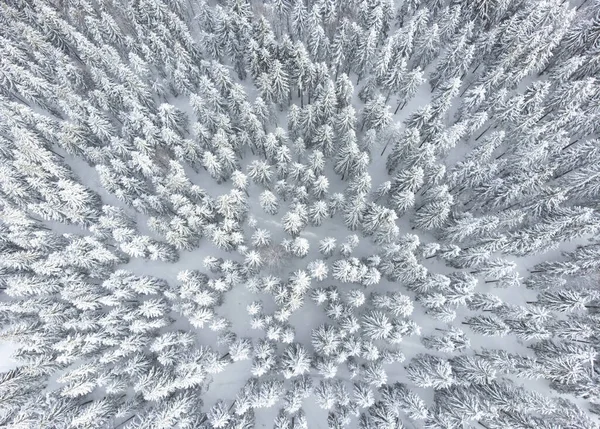 Uma Vista Superior Floresta Abeto Vista Cima Inverno — Fotografia de Stock