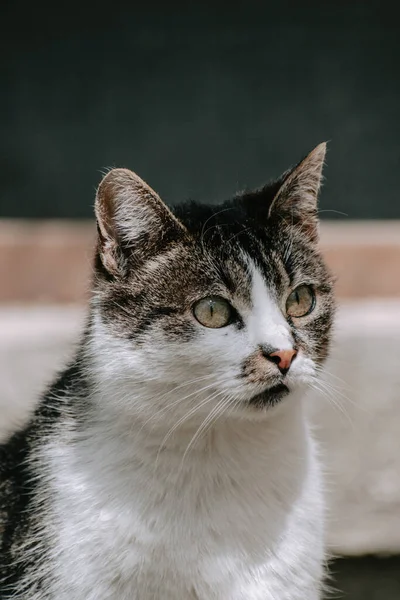 Ett Vertikalt Porträtt Vit Och Brun Katt Med Suddig Bakgrund — Stockfoto