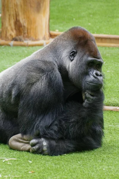 Closeup Black Gorilla Resting Green Lawn Zoological Park Saint Martin — Stock Photo, Image