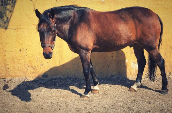 Ein Schönes Braunes Pferd Gegen Eine Gelbe Wand — Stockfoto