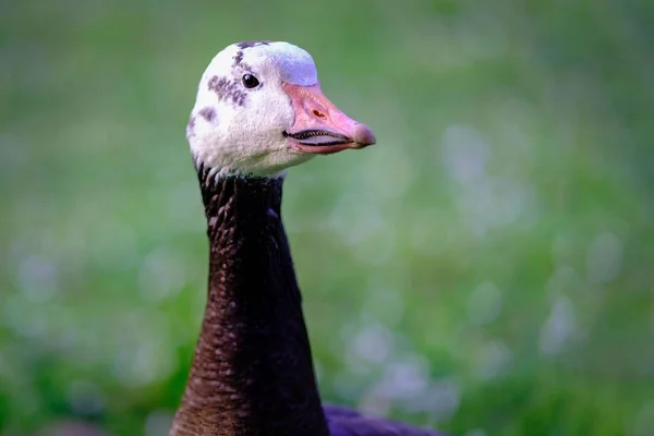 Detailní Záběr Kanadské Husy Rozmazaným Pozadím — Stock fotografie