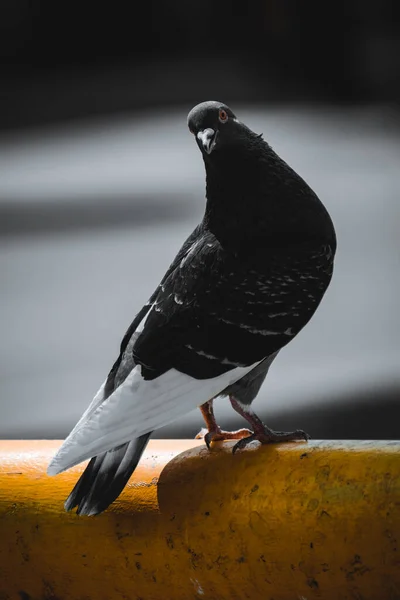 Vertical Shot Black Pigeon Standing Yellow Tube Isolated Blurred Background — Stock Photo, Image