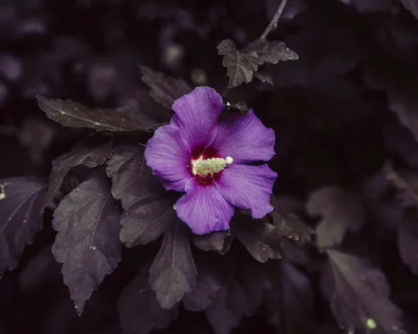 Primer Plano Una Flor Hibisco Púrpura Floreciendo Jardín — Foto de Stock