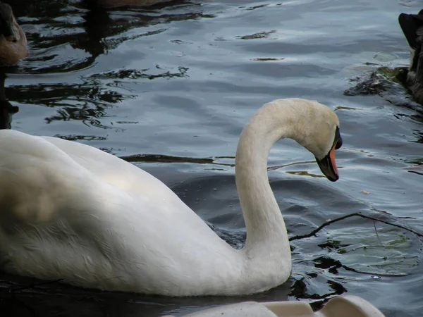 Tiro Perto Cisne Gracioso Flutuando Lago — Fotografia de Stock