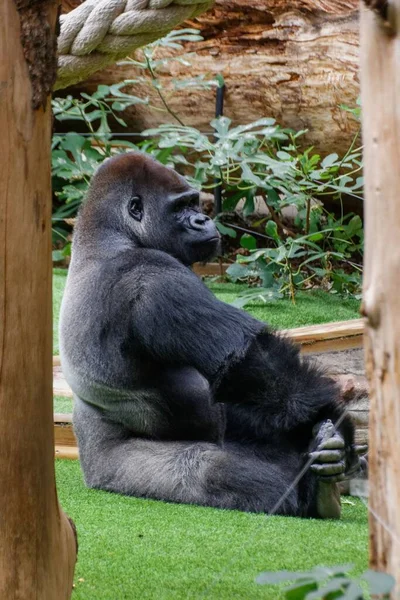 Fechar Gorila Preto Senta Gramado Verde Parque Zoológico Saint Martin — Fotografia de Stock