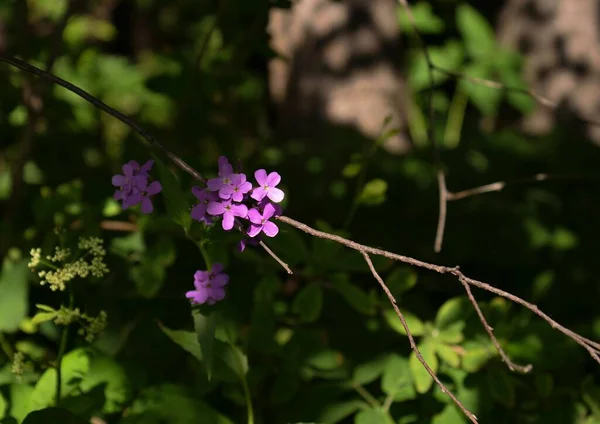 Closeup Shot Violet Flowers Branch Blooming Garden Sunlight — Stock Photo, Image