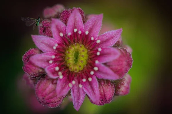 A selective focus of a pink Winter Emotions Triple flower blooming in the garden