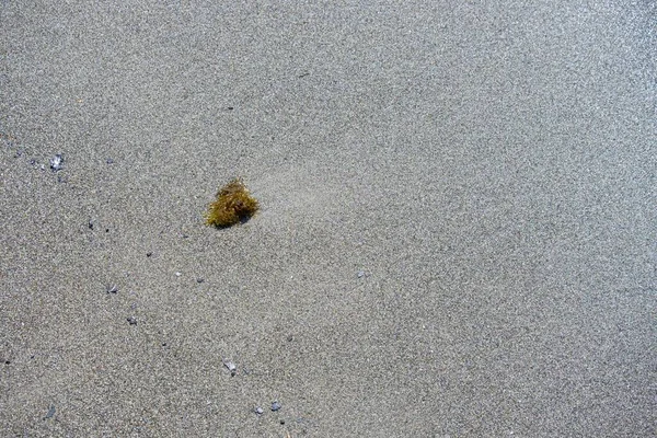 Szczegóły Wodorostów Morskich Wyrzucone Rozmytej Plaży Zbliżenie Morskie Winogrona Piasku — Zdjęcie stockowe
