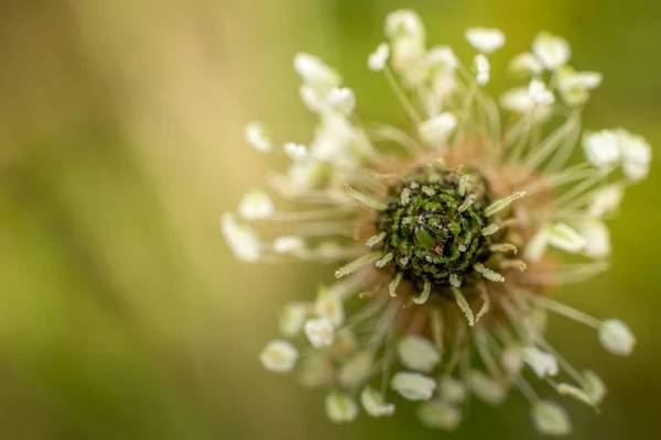 Közeli Kép Ribwort Plantain Növény Virág Egy Zöld Homályos Háttér — Stock Fotó