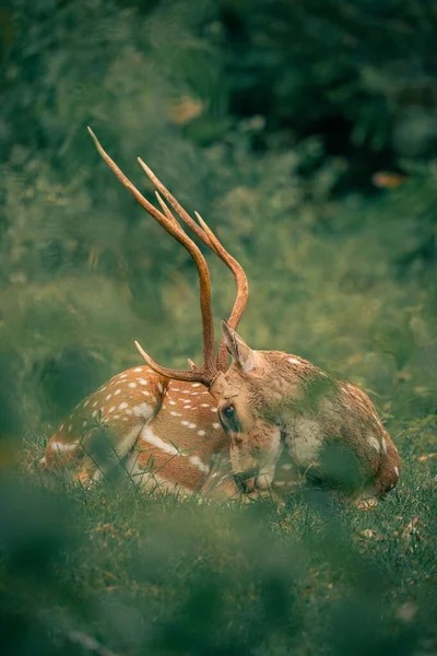 斯里兰卡长颈鹿 长颈鹿 躺在草地上的垂直镜头 — 图库照片