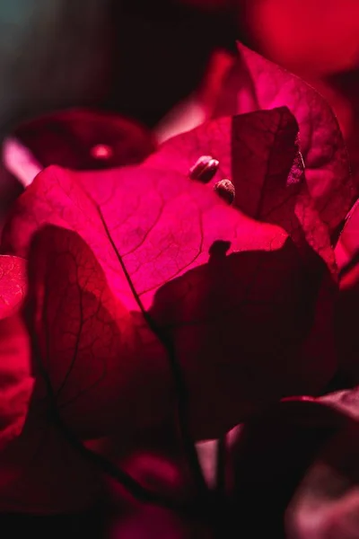 Een Close Verticaal Shot Van Een Mooie Rode Bougainvillea Een — Stockfoto