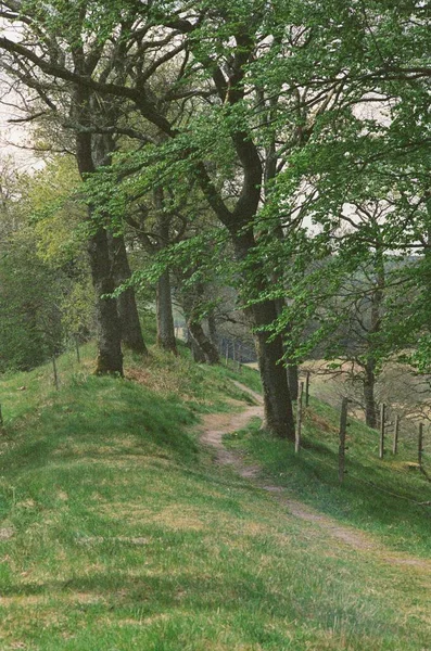 Een Verticaal Schot Van Een Pad Omringd Door Bomen Het — Stockfoto