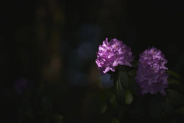 Una Hermosa Flor Púrpura Brillante Aislada Fondo Oscuro —  Fotos de Stock