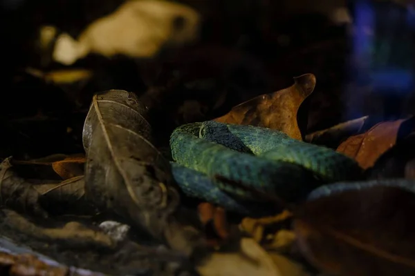 Detailní Záběr Zeleného Keře Zmije Hada Ležícího Listí Atheris Squamigera — Stock fotografie