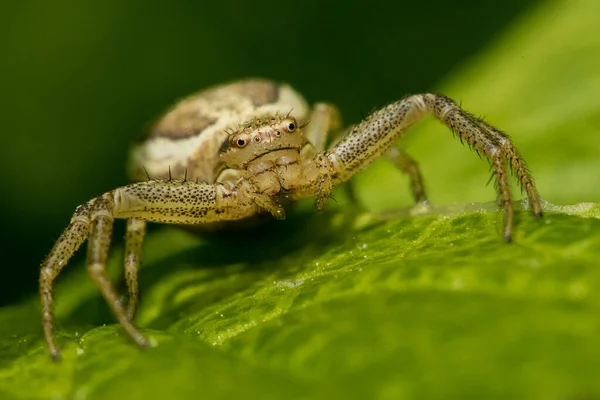 一张蜘蛛在绿色植物上的特写照片 — 图库照片