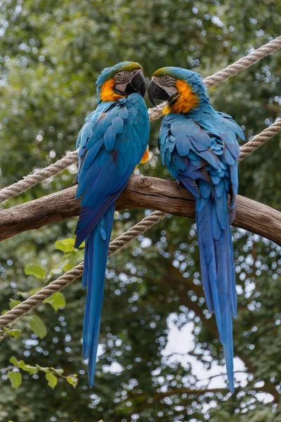 Plan Vertical Une Paire Perroquets Ara Assis Sur Une Branche — Photo