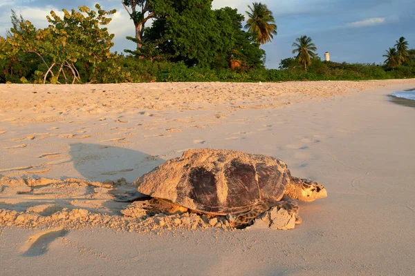 Una Enorme Tortuga Arenosa Playa Rodeada Palmeras Plantas —  Fotos de Stock