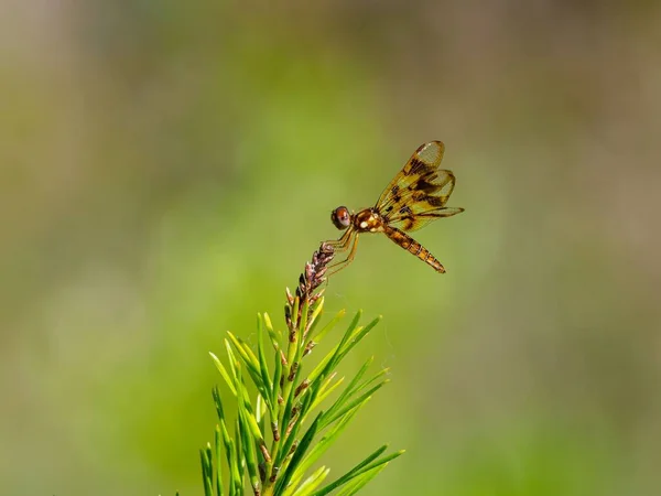 Closeup Shot Dragonfly Perched Green Plant Sunny Day Park — Stock Photo, Image